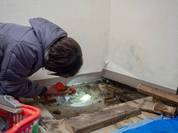 Best Mold Removal for HVAC Installations  in San Pablo, NM