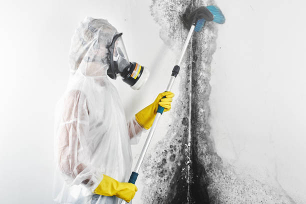 Best Black Mold Removal  in San Pablo, NM