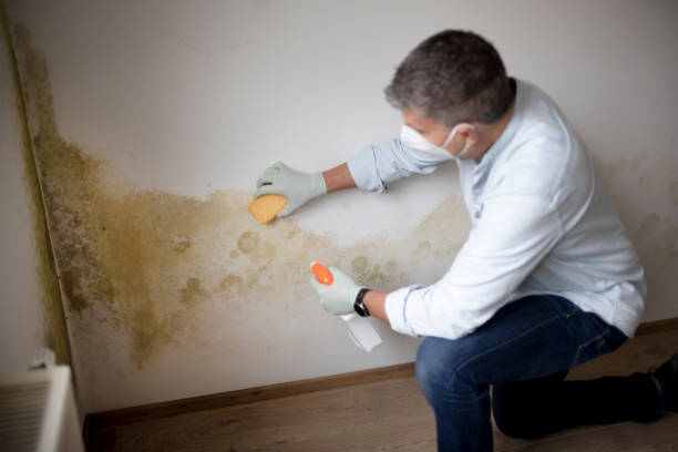 Best Basement Mold Removal  in San Pablo, NM