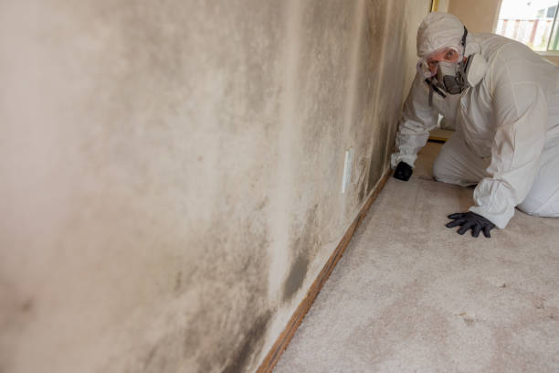 Best Crawl Space Mold Remediation  in San Pablo, NM